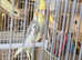 2 young female cockatiels