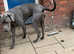 This butifull Great Dane boy is looking for his forever home