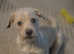 Norfolk terrier