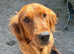Ready now Irish golden puppies available