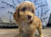 Cockapoo puppies pra clear