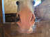 New forest project gelding