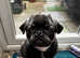 KC Registered Full Pedigree Pug Puppy - 5 Months Old - £2,000 (ONO)