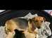 Female Jackapoo puppy ready now