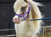 Super stunning Falabella