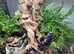 Purple land crab + enclosure