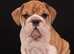 Friendly, outgoing, and playful English Bulldog puppies