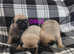 Beautiful KC Reg Pug Puppies