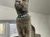 British Shorthair female