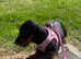 Miniature dachshund puppy for sale