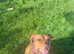 11 month old female puppy