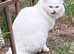 Turkish Angora Male