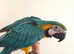 Baby HandReared Friendly Super Tame Affectionate Talking Macaw