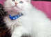 British longhair golden point TICA