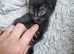 Black kittens