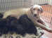 KC Registered Chocolate Labrador Retriever Puppies For Sale