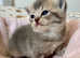 BEAUTIFUL PURE BREED BSH KITTENS (READY 8TH JUNE)