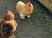 Free to good homes  Pekin  Bantam Cockerals