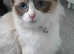 Last 2 kittens are looking for forever homes