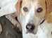 English Foxhound