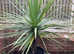New Zealand Cabbage Palms (Cordyline Australis) For Sale