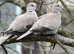 Beautiful little Barbary doves to re home , £10 each.