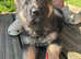 GERMAN SHEPHERD PUPPIES