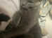 Adult Male Russian blue for sale