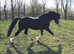 5 year old licenced stallion show prosepect/stud