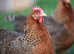 Various Hybrid laying chickens - different colours