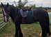 Fell X 15hh Gelding rising 8 year old horse for sale