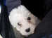 2 beautiful females sisters looking for forever homes