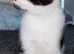 Female white and black kitten
