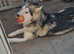 Bi eyed sable malamute