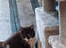 3 kittens for sale ready to go this weekend