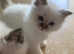 Top Quality Pedigree Birman Kittens