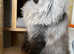 Maine Coon Stud duties GCCF &TICA registered
