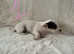 Selham Cross terrier