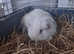 Gorgeous long haired sheltie guinea pigs