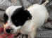 Jack russel x Lucas terrier