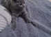 Beautiful kittens available