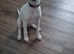 3 month old lurcher pup