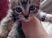 American Curl bengal ragdoll mix