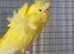 Bay Budgies's