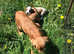 Cavalier King Charles puppies