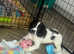 Stunning English Springer Spaniel Pup