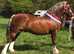 Section d colt foal