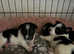 Jack russel puppies