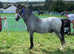 Absolute legend of a pony