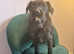 Patterdale pups